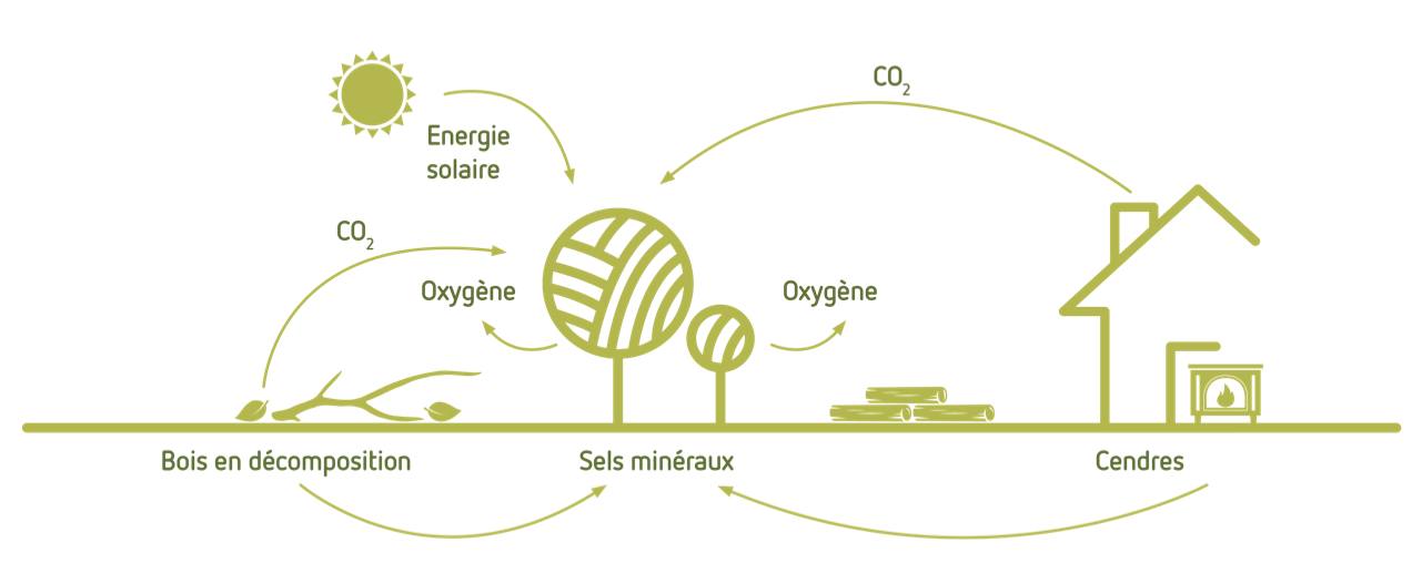 Cycle du bois neutre en CO2